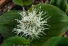 <em>Massonia pygmaea kamiesbergensis</em>
